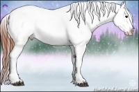 Horse Color:Brown Appaloosa 