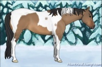 Horse Color:Bay Dun Tobiano 