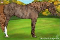 Horse Color:Chestnut Ice Rabicano