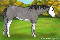 Horse Color:Grullo Roan Splash 