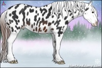 Horse Color:Brown Splash Near Leopard