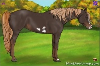 Horse Color:Liver Chestnut Frame 