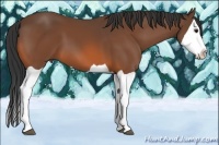 Horse Color:Bay Splash 