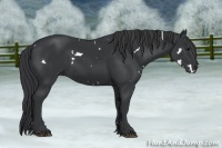 Horse Color:White Spotted Black