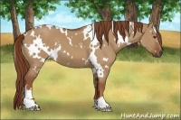 Horse Color:White Spotted Red Dun