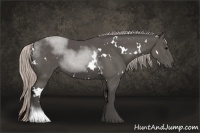 Horse Color:White Spotted Silver Black Sabino