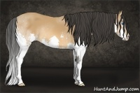 Horse Color:Bay Splash 