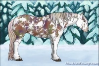 Horse Color:Nacre Liver Chestnut Sabino 