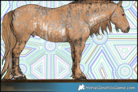 Horse Color:Brown Chinchilla Rabicano  Brindle