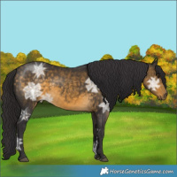 Horse Color:Buckskin Ice 