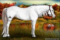 Horse Color:Chestnut Appaloosa 