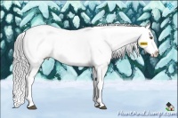 Horse Color:Brown Chinchilla Appaloosa  Brindle