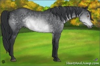 Horse Color:Brown Chinchilla 