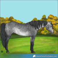 Horse Color:Brown Chinchilla