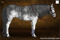 Horse Color:White Spotted Blue Roan Rabicano  Brindle
