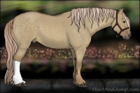 Horse Color:Chocolate Palomino Roan Dun