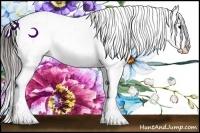 Horse Color:Brown Sabino Splash Appaloosa 