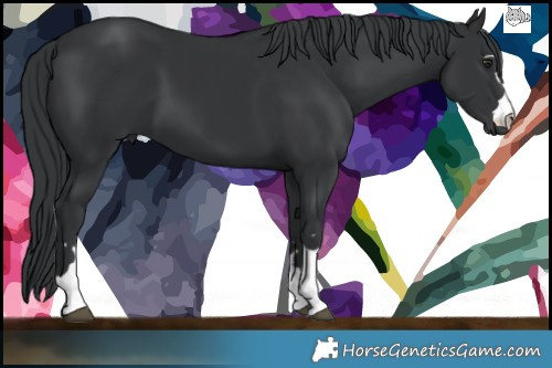 Horse Color:Black Chinchilla  Brindle