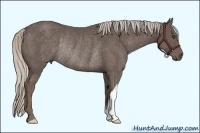 Horse Color:Silver Black Rabicano