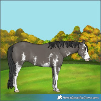 Horse Color:Grullo Sabino 
