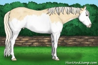 Horse Color:Palomino Roan Splash