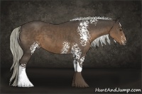 Horse Color:White Spotted Liver Chestnut Tobiano Rabicano