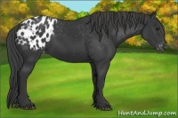 Horse Color:Black Appaloosa 