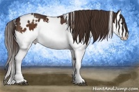 Horse Color:White Spotted Liver Chestnut Splash 