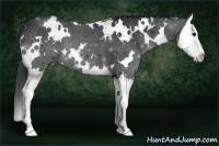Horse Color:White Spotted Black Splash 