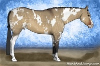 Horse Color:White Spotted Bay Dun Sabino 