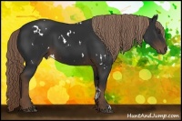 Horse Color:White Spotted Liver Chestnut 