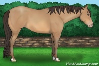 Horse Color:Amber Champagne