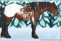Horse Color:Bay Splash Tobiano Appaloosa  Brindle