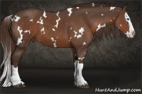 Horse Color:White Spotted Liver Chestnut Splash 