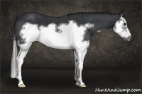 Horse Color:White Spotted Black Splash Frame