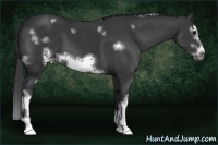 Horse Color:White Spotted Black Splash Frame 