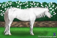 Horse Color:Grullo Varnish 