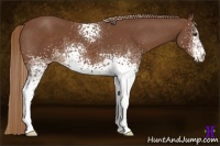 Horse Color:White Spotted Chestnut