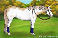Horse Color:Palomino Dun Sabino Splash Frame