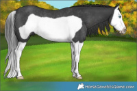 Horse Color:Black Splash Frame Rabicano