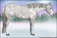 Horse Color:White Spotted Liver Chestnut Splash Appaloosa