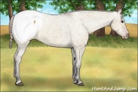 Horse Color:Liver Red Dun Ice Appaloosa