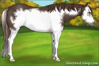 Horse Color:Liver Chestnut Splash Frame