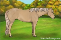Horse Color:Palomino 