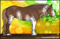 Horse Color:White Spotted Liver Chestnut Rabicano 