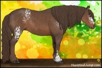 Horse Color:White Spotted Liver Chestnut Rabicano 