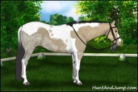 Horse Color:Buckskin Ice Tobiano 