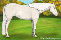 Horse Color:Cremello Sabino  Brindle