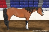 Horse Color:Bay 
