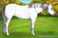 Horse Color:White Spotted Grullo Frame